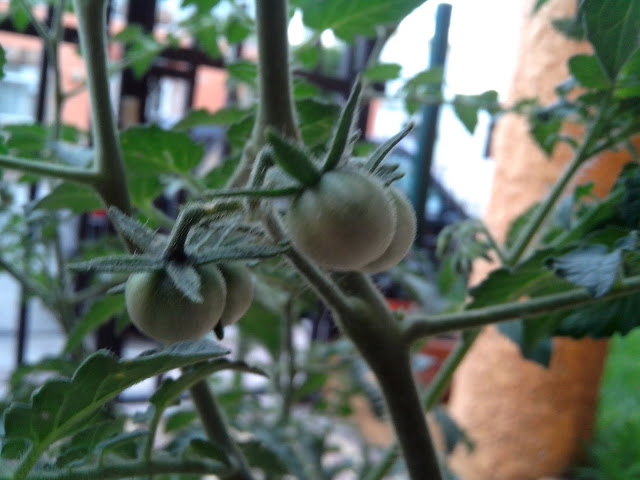 IMG_20130611_191105.jpg