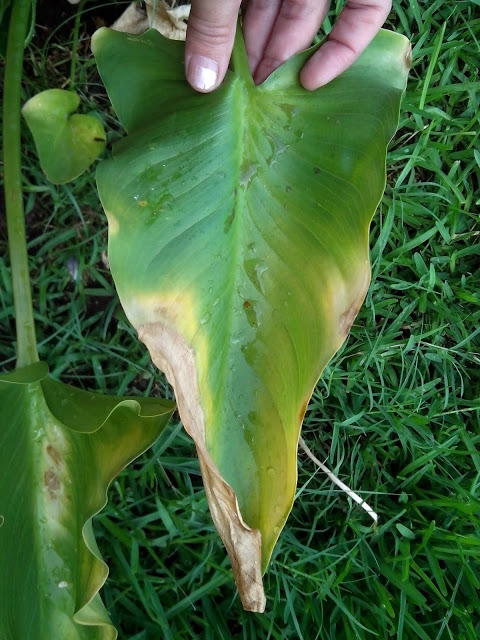 IMG_20130613_094103.jpg