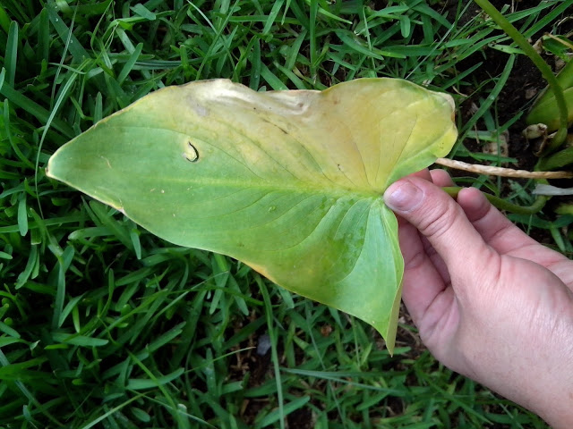 IMG_20130613_094240.jpg
