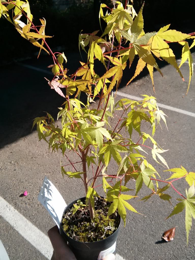 IMG_20130613_190315.jpg