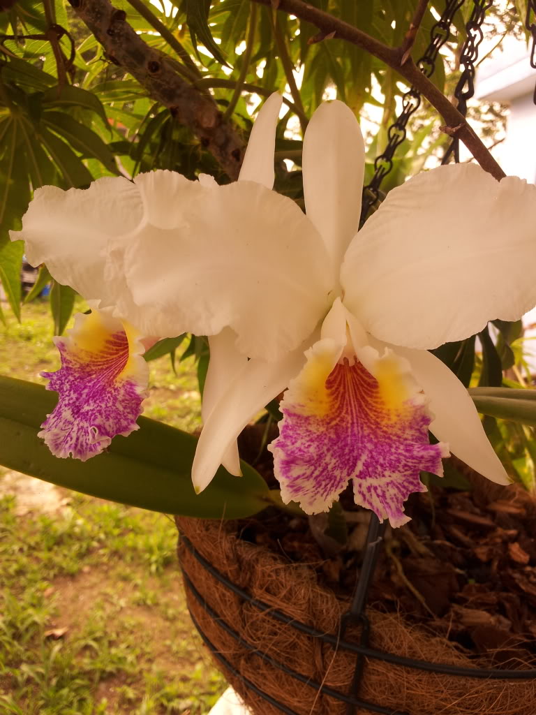 IMG_20130616_171331.jpg