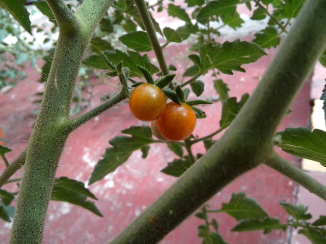IMG_20130625_095947.jpg
