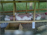 IMG_20130703_00367.jpg