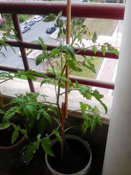 IMG_20130721_153649.jpg