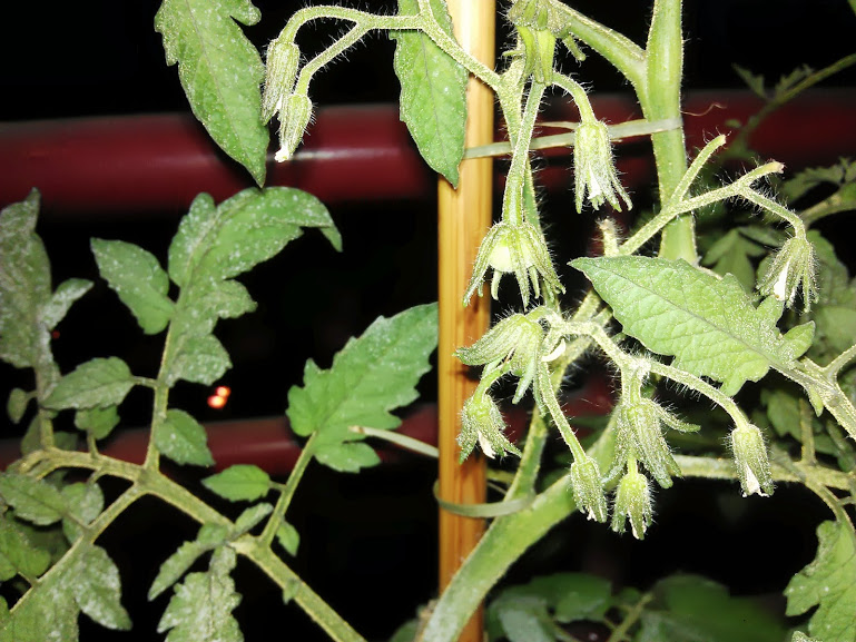 IMG_20130731_223142.jpg