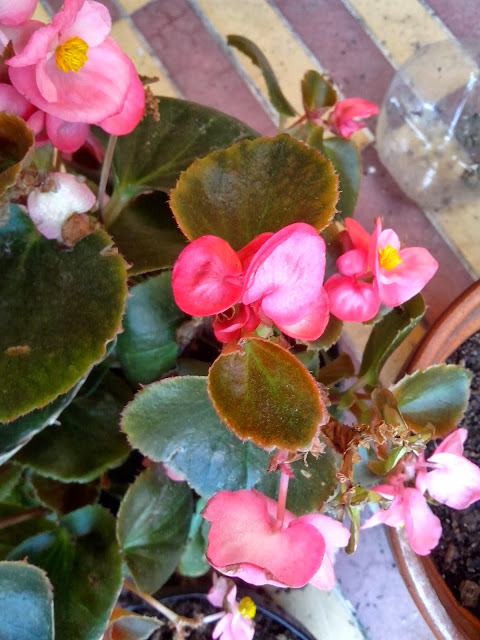IMG_20131016_105238.jpg