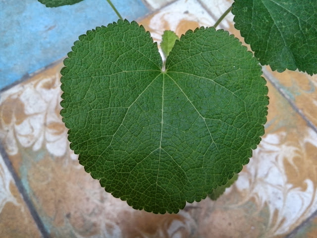 IMG_20131016_112232.jpg