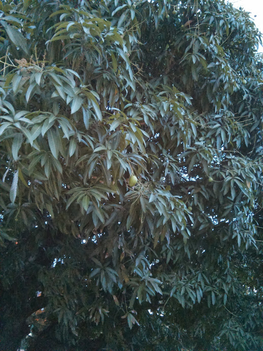 IMG_20131023_181401.jpg