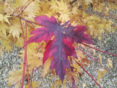 IMG_20131127_113611.jpg