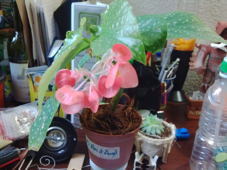 IMG_20131217_115144.jpg