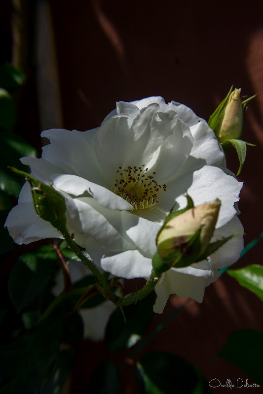 IMG_2013_O.jpg