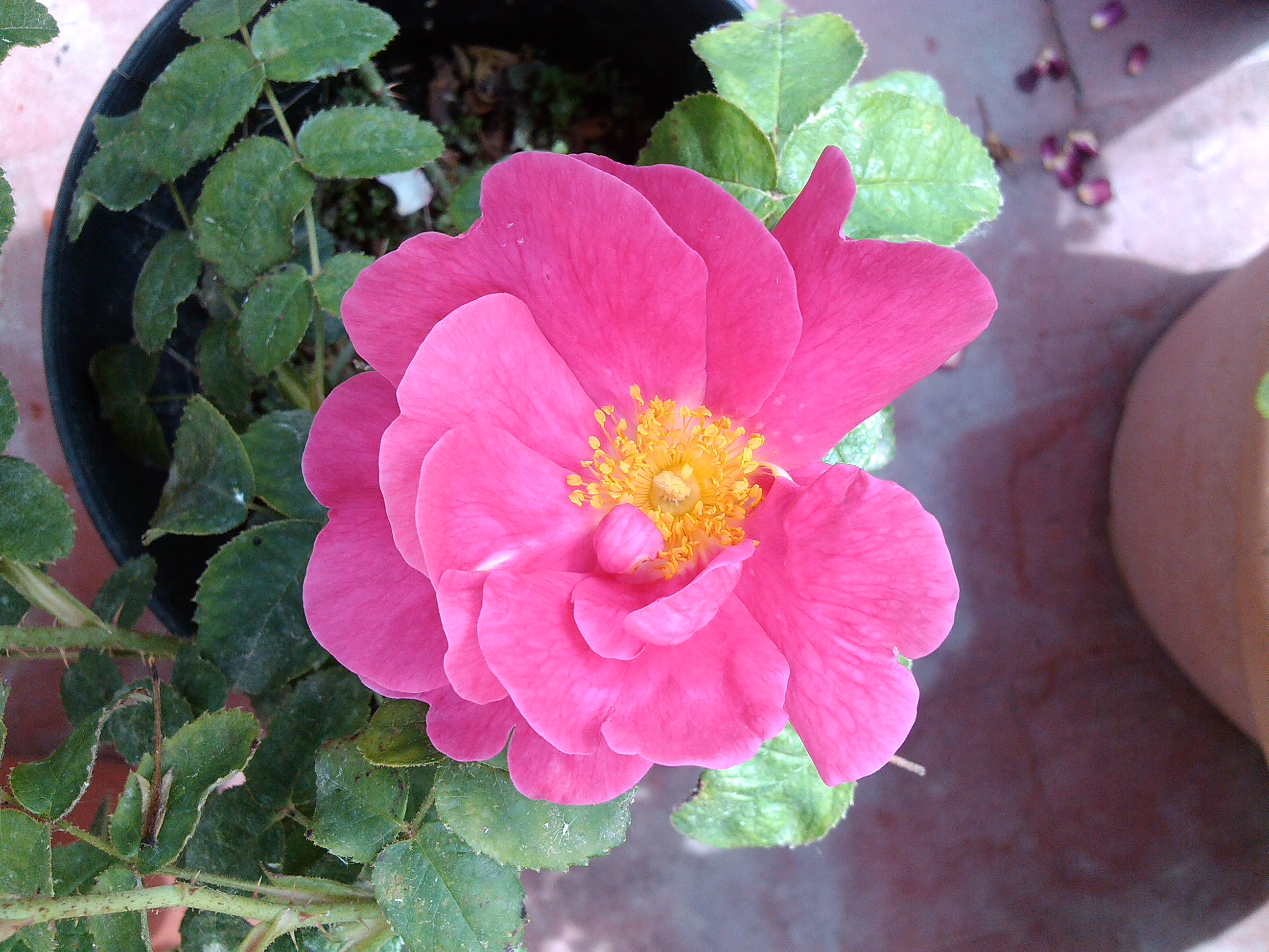 IMG_20140508_124136.jpg