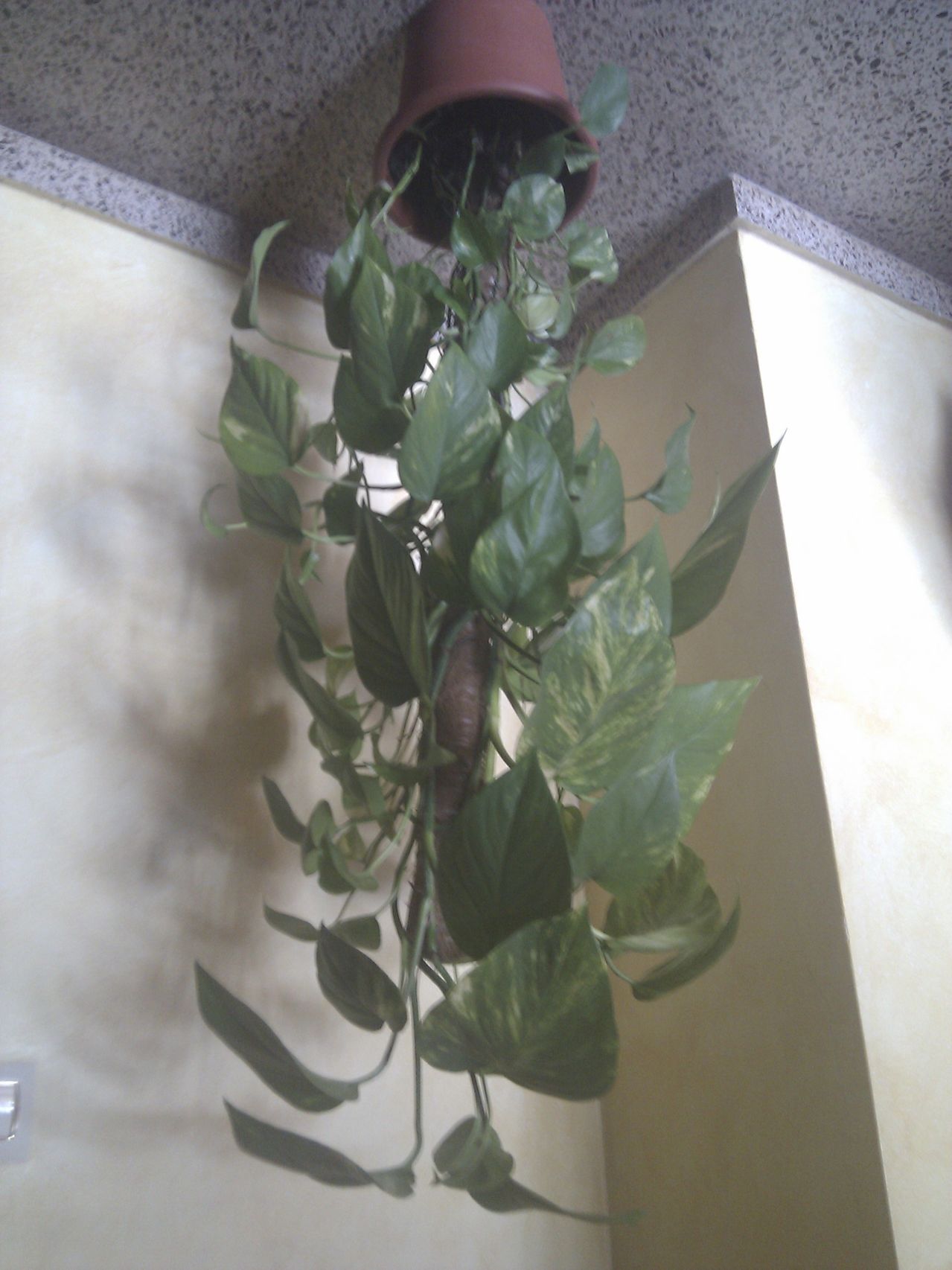 IMG_20140518_184454.jpg
