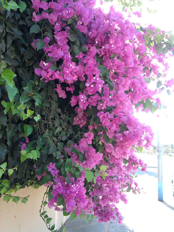 IMG_20140904_104549.jpg