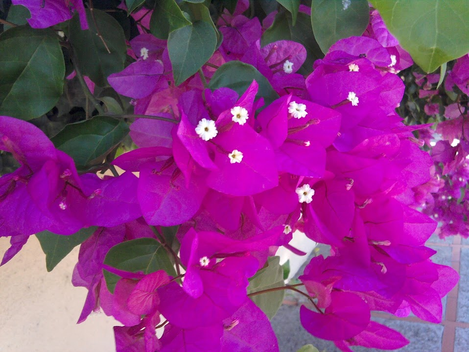 IMG_20140904_104602.jpg
