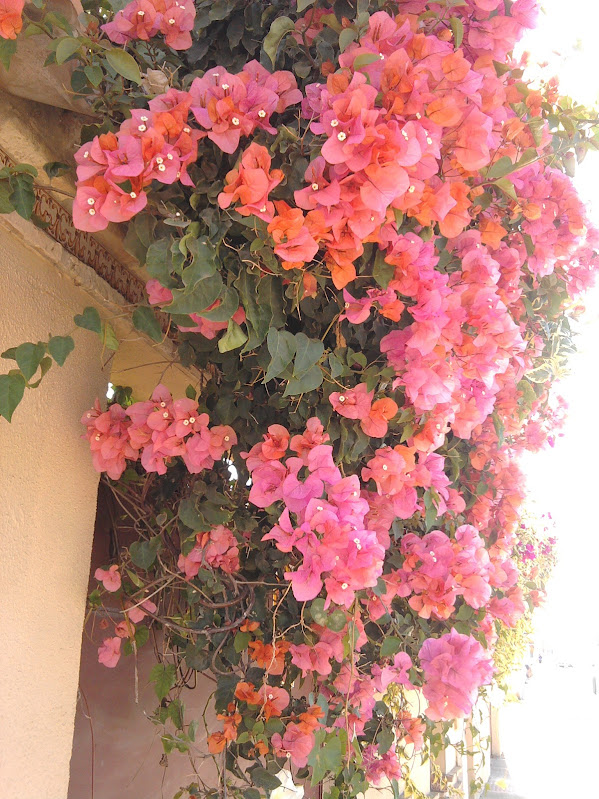 IMG_20140904_104819.jpg
