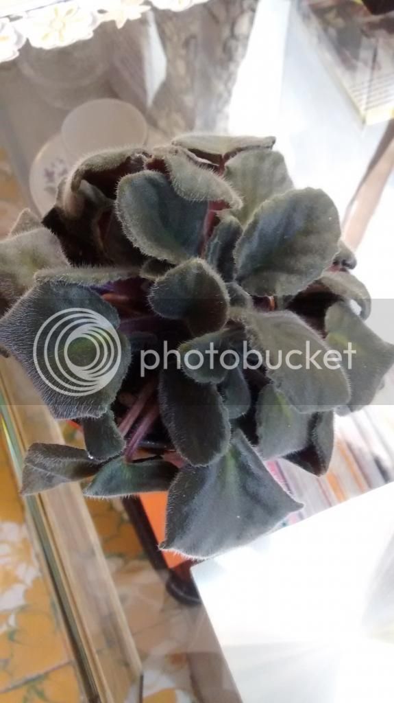 IMG_20140905_132102612.jpg