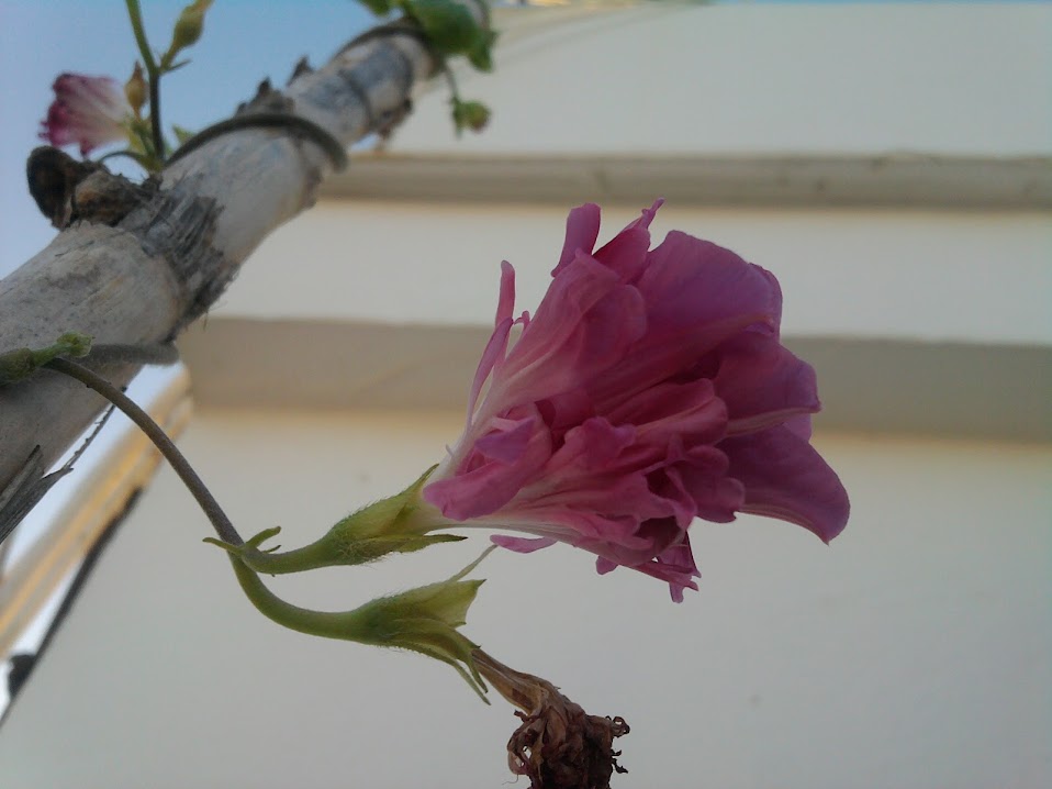 IMG_20140926_084831.jpg