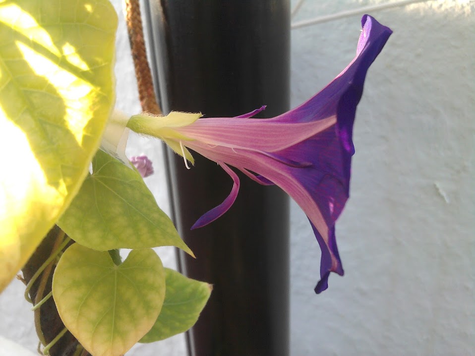 IMG_20140926_091007.jpg