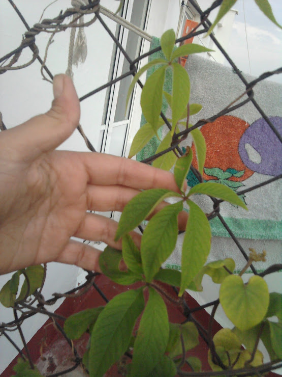 IMG_20140929_201106.jpg