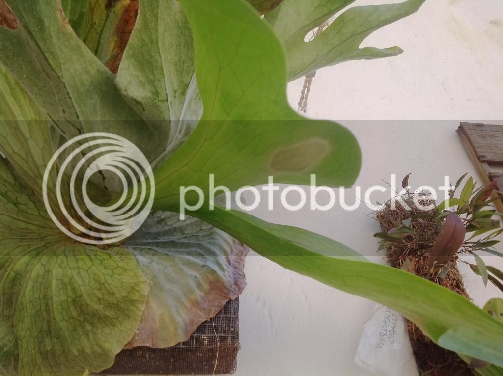 IMG_20150129_114108_zps1cv8sdcy.jpg