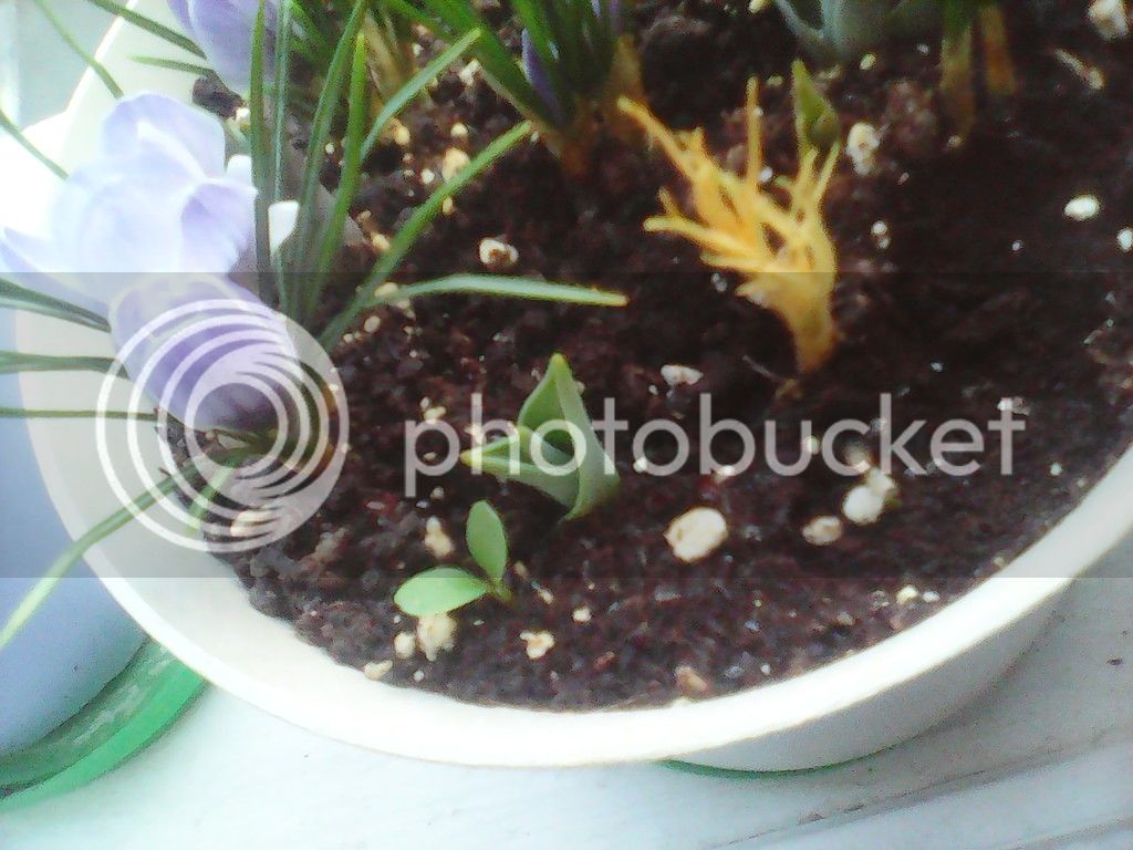 IMG_20150312_190859_zpsg80ghccn.jpg