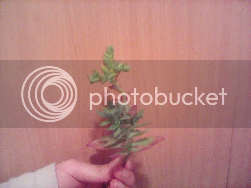 IMG_20150328_203747_zpsc5oqgpul.jpg