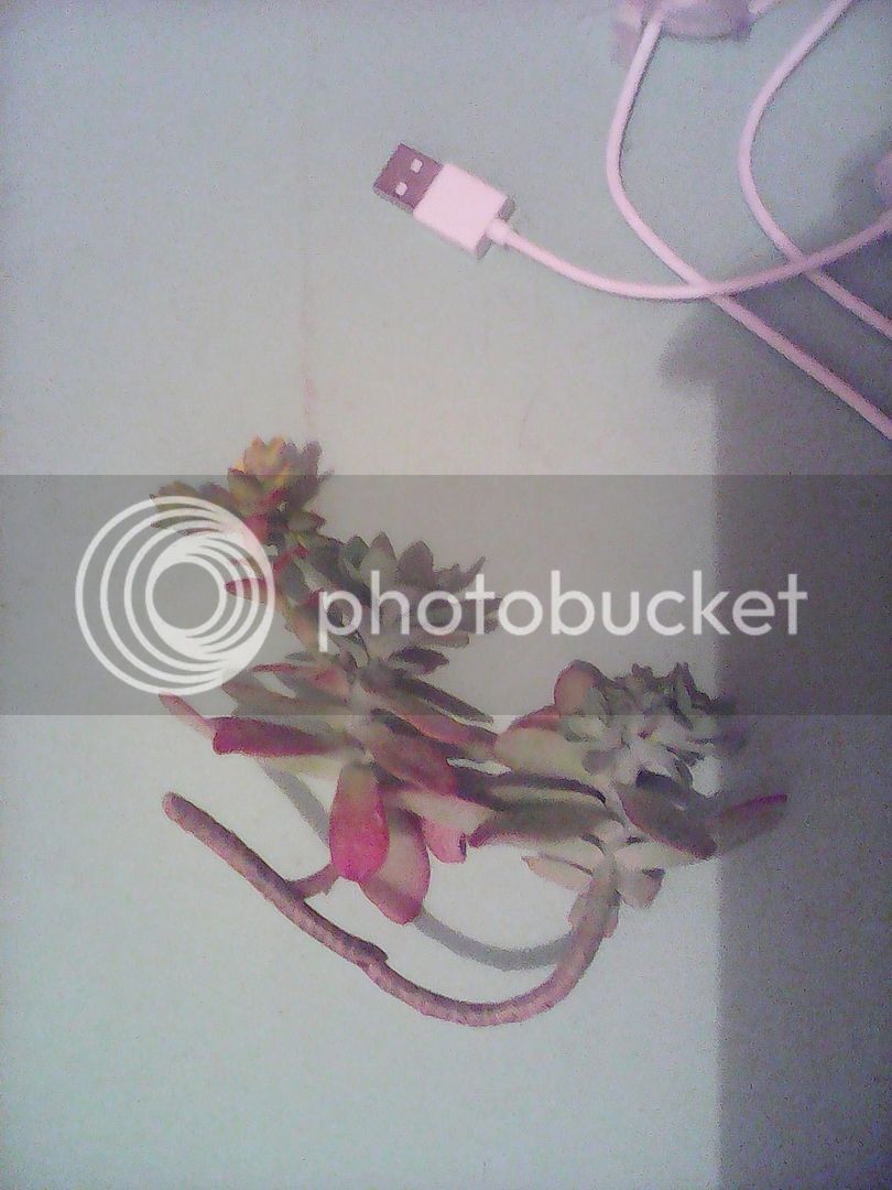 IMG_20150328_203757_zpsp9hr3cti.jpg