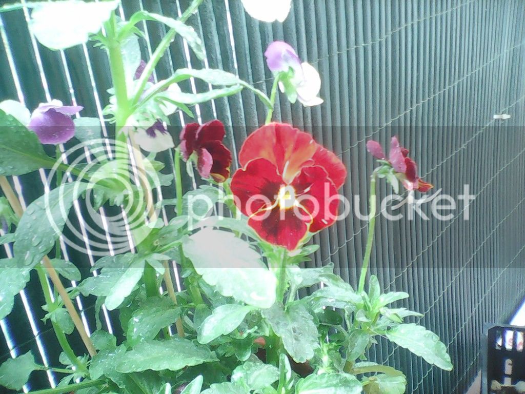 IMG_20150414_122013_zpsnaclfzdh.jpg