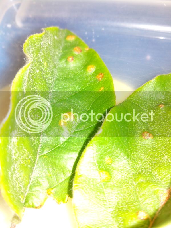 IMG_20150414_195214_zpsnkhnsvg7.jpg