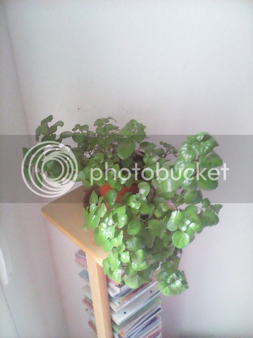 IMG_20150424_120821_zpslondevou.jpg
