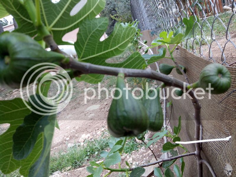 IMG_20150424_175735_zpsw009jrzc.jpg