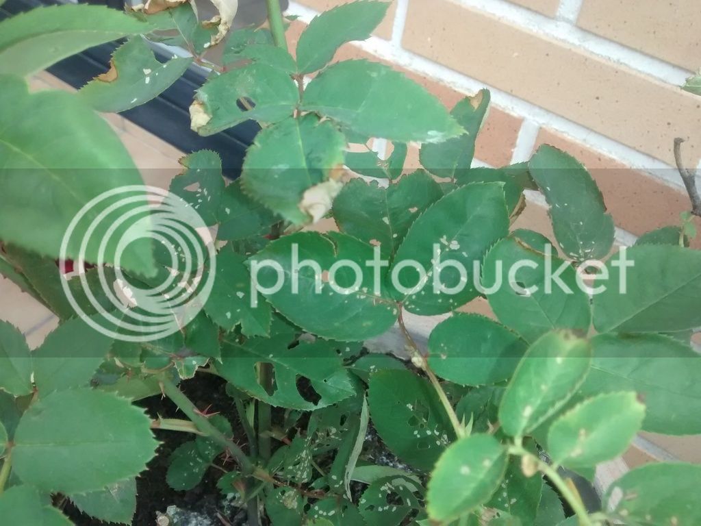 IMG_20150506_121753689_zps9slb4vjy.jpg