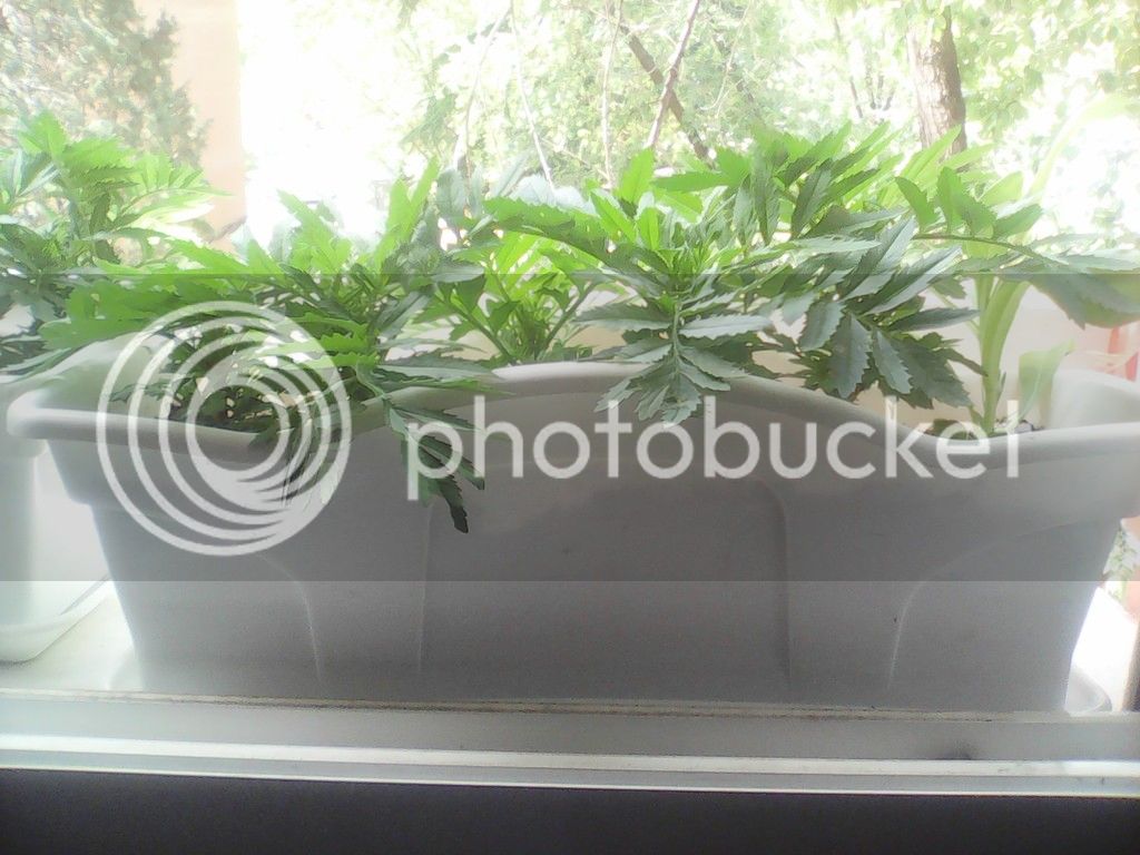 IMG_20150512_113052_zpsvwm8t2ru.jpg