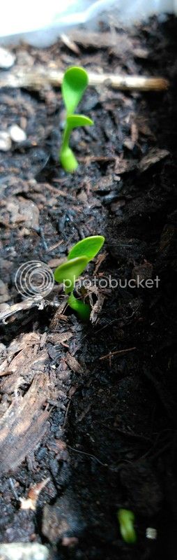 IMG_20150825_120303_zpsc82dmx8w.jpg