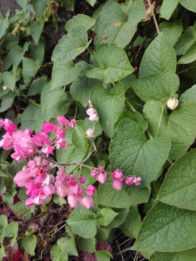 IMG_20151004_184115.jpg