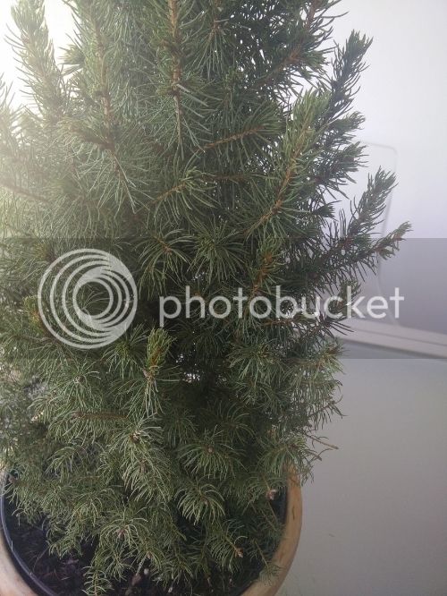 IMG_20151101_123027_zpsxccgm2yz.jpg