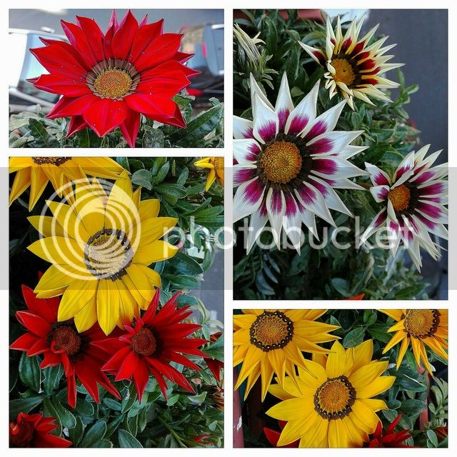 IMG_20160220_140832_zpsmi4cm4w3.jpg