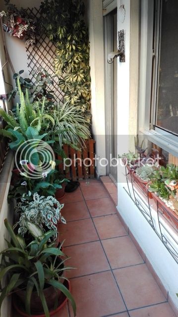 IMG_20160421_190753_zpszs6tobb1.jpg