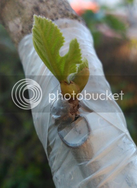 IMG_20160426_211537_zps4ls6j0zw.jpg