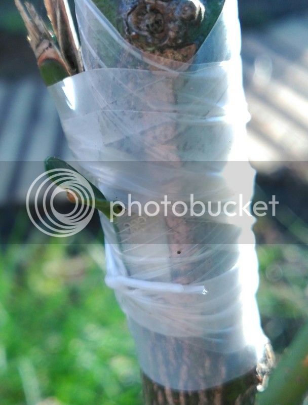 IMG_20160426_211710_zpslwxh38sv.jpg