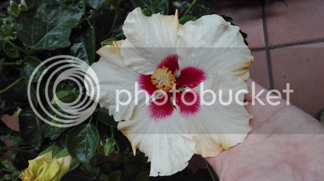IMG_20160510_200815_zpsgmtfrxcp.jpg