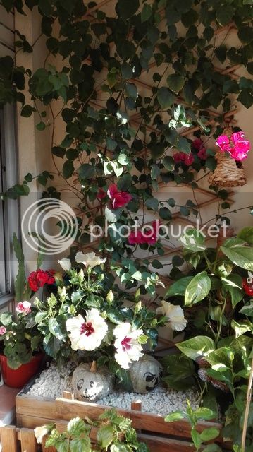 IMG_20160518_095200_zpsbnjwxbuy.jpg