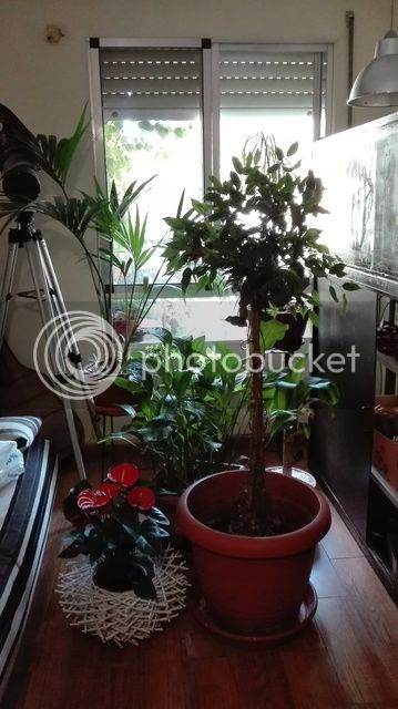 IMG_20160524_1449211_zpsxbryqsk0.jpg
