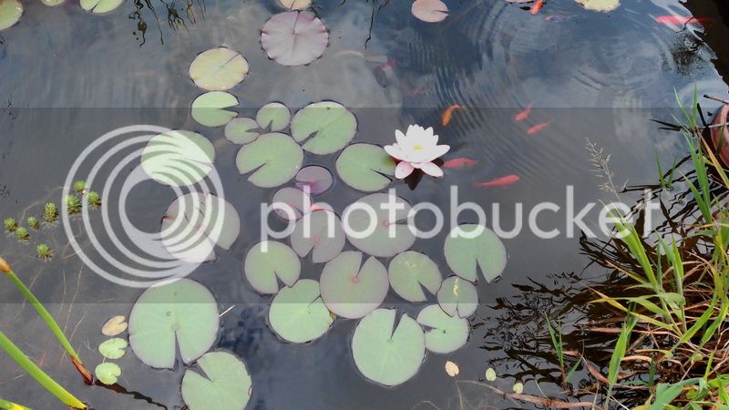 IMG_20160602_123709_zpsf34iz5ax.jpg