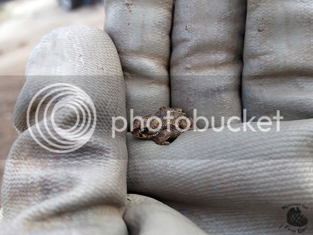 IMG_20160617_105107_zpskblik8xf.jpg