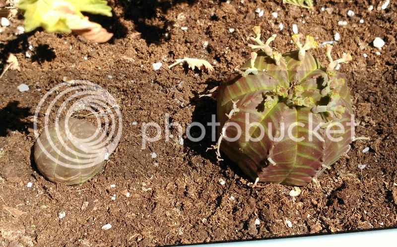 IMG_20160627_220610_zpshnnzv9dn.jpg