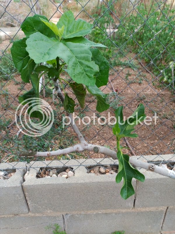 IMG_20160708_160345_zpsl0wjw37v.jpg
