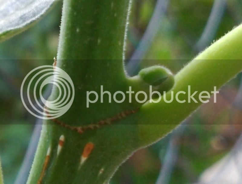 IMG_20160722_083513_zpslqprp4w1.jpg