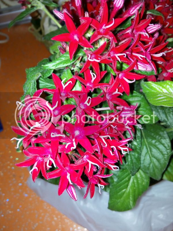 IMG_20160821_2145161_zpssgexgste.jpg